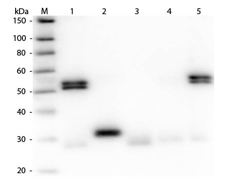 WB - Anti-Rat IgG (H&L)  Pre-Adsorbed Secondary Antibody ASR1240