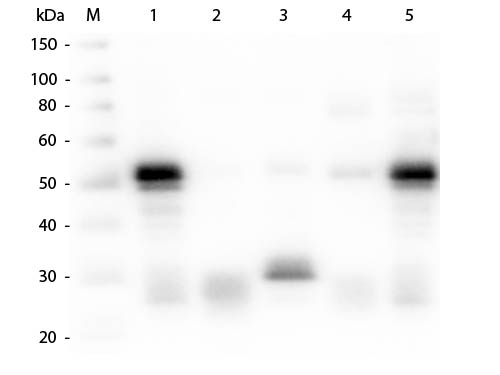 WB - Anti-Rabbit IgG (H&L)  Pre-Adsorbed Secondary Antibody ASR1238