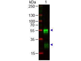 WB - Anti-RABBIT IgG (H&L)  Pre-adsorbed Secondary Antibody ASR1425