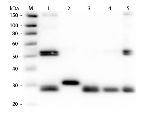 WB - Anti-RAT IgG (H&L)  Pre-adsorbed Secondary Antibody ASR1433