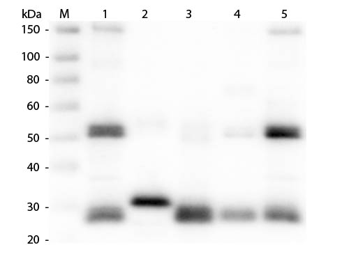 WB - Anti-Rat IgG (H&L)  (Rhodamine Conjugated) Secondary Antibody ASR1430