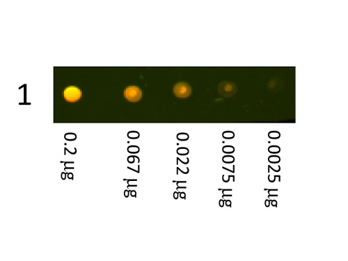 DB - Anti-Rabbit IgG (H&L)  (Texas Red™ Conjugated) Secondary Antibody ASR1645