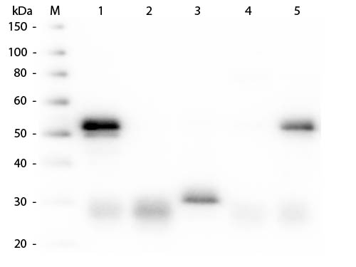 WB - Anti-Rabbit IgG (H&L)  (Texas Red™ Conjugated) Secondary Antibody ASR1645