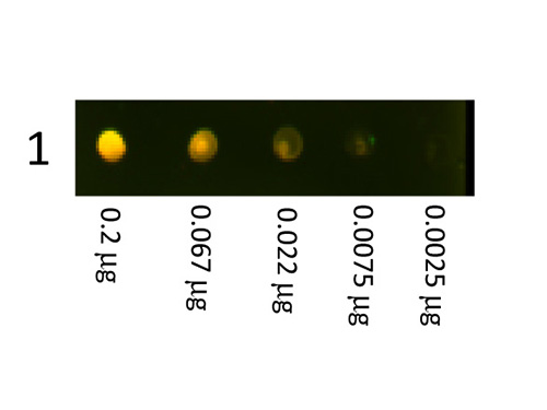 DB - Anti-Rabbit IgG (H&L)  (Texas Red™ Conjugated) Secondary Antibody ASR1635