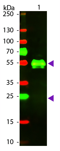 WB - Anti-Rabbit IgG (H&L)  (Texas Red™ Conjugated) Secondary Antibody ASR1635