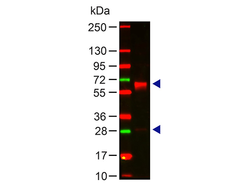 WB - Anti-Human IgA (alpha chain)  Secondary Antibody ASR1789