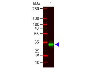 WB - F(ab')2  Anti-Human IgG F(c) Pre-Adsorbed Secondary Antibody ASR1855