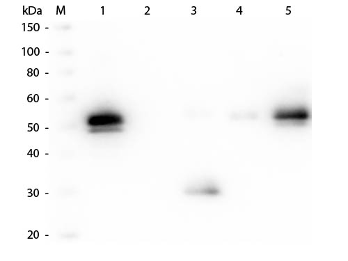 WB - Anti-Rabbit IgG F(c)  Pre-Adsorbed Secondary Antibody ASR1814