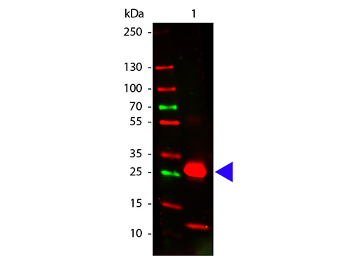 WB - Anti-Rabbit IgG F(c)  Pre-Adsorbed Secondary Antibody ASR1814