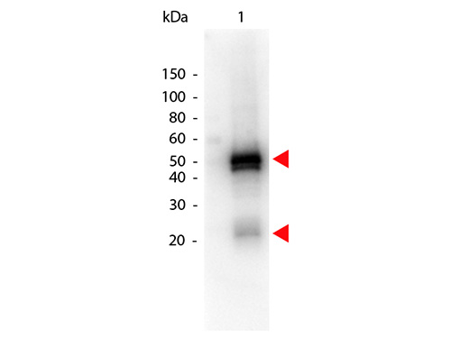 WB - Anti-RABBIT IgG (H&L)  (Peroxidase Conjugated) Secondary Antibody ASR1823