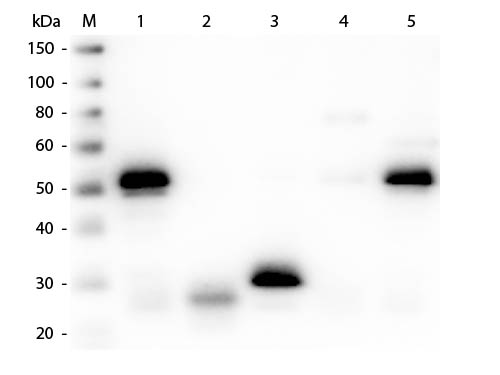 WB - Anti-Rabbit IgG (H&L)  (Peroxidase Conjugated) Secondary Antibody ASR1820