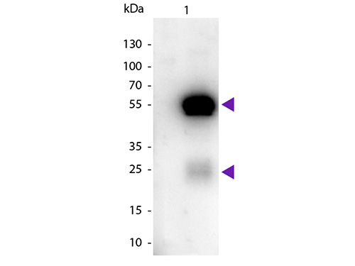 WB - Anti-Rabbit IgG (H&L)  (Peroxidase Conjugated) Secondary Antibody ASR1820