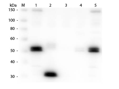 WB - Anti-Rat IgG F(c)  (Rhodamine Conjugated) Secondary Antibody ASR1824