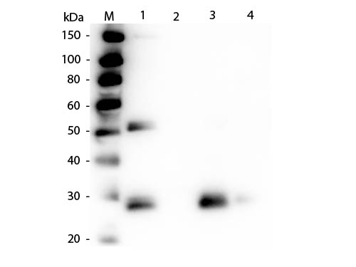 WB - Anti-Rat IgG F(ab')2  (Rhodamine Conjugated) Secondary Antibody ASR1830