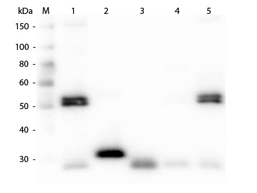 WB - Anti-Rat IgG (H&L)  (Rhodamine Conjugated) Secondary Antibody ASR1947