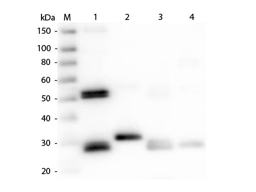 WB - Anti-RAT IgG (H&L)  (Peroxidase Conjugated) Secondary Antibody ASR1946