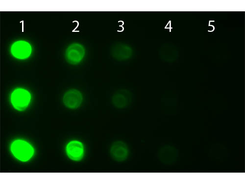 DB - Anti-Human IgG IgA IgM (H&L)  (Fluorescein Conjugated) Secondary Antibody ASR1918