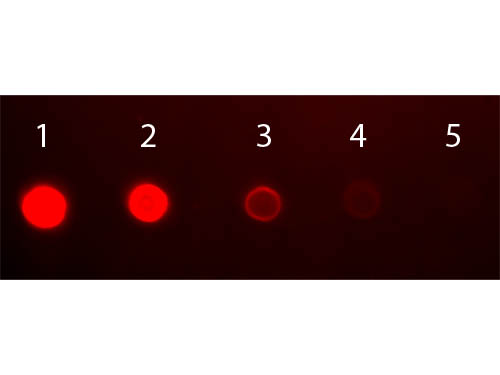 DB - Anti-Human IgA (alpha chain)  (Fluorescein Conjugated) Secondary Antibody ASR1923