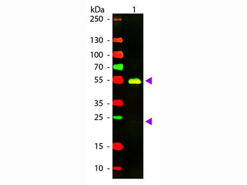 WB - F(ab')2  Anti-Rabbit IgG (H&L)  (Texas Red™ Conjugated) Pre-Adsorbed Secondary Antibody ASR2096