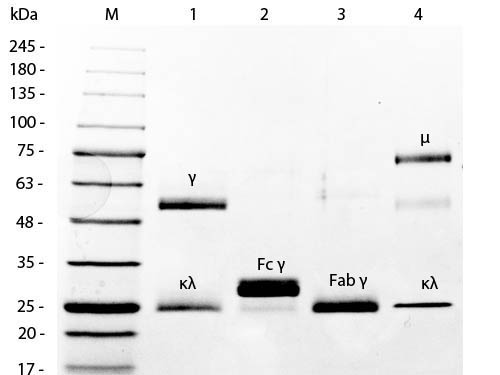  - Mouse IgM Kappa (κ) isotype Control ASR2274