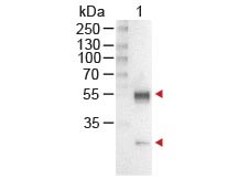 WB - Anti-MOUSE IgG (H&L)  (Alkaline Phosphatase Conjugated) Secondary Antibody ASR2208