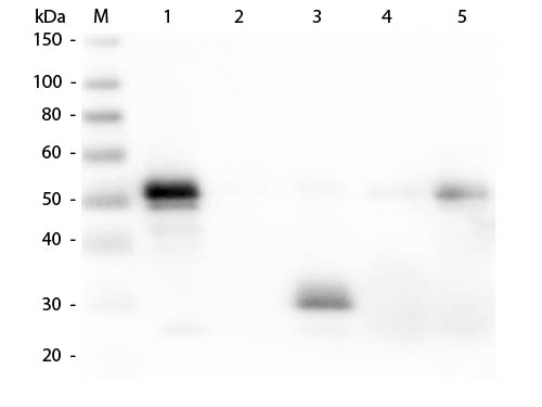 WB - Anti-Rabbit IgG F(c)  (Texas Red Conjugated) Secondary Antibody ASR2221