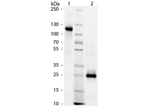  - HUMAN IgG F(ab')2 ASR2302