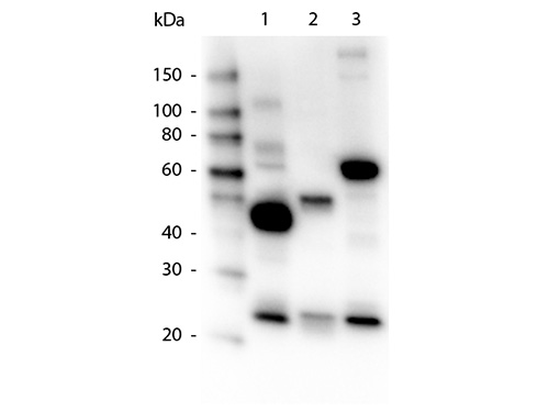 WB - Anti-Human IgG IgA IgM (H&L)  (Peroxidase Conjugated) Secondary Antibody ASR2465