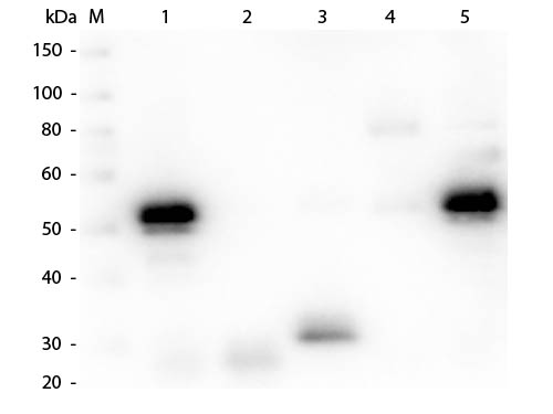 WB - Anti-Rabbit IgG (H&L)  (Peroxidase Conjugated) Secondary Antibody ASR2490