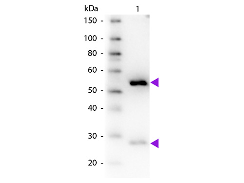 WB - Anti-Guinea Pig IgG (H&L)  (Biotin Conjugated) Pre-Adsorbed Secondary Antibody ASR2589