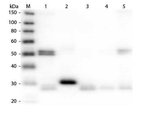 WB - Anti-Rat IgG (H&L)  (Rhodamine Conjugated) Pre-Adsorbed Secondary Antibody ASR2593