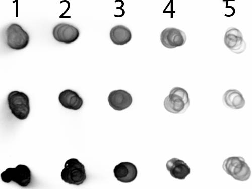 DB - Anti-Human IgG IgA IgM (H&L)  (Alkaline Phosphatase Conjugated) Secondary Antibody ASR2690