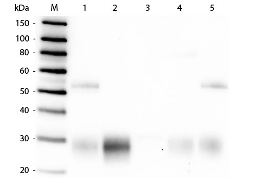 WB - Anti-Rabbit IgG F(ab')2  (Alkaline Phosphatase Conjugated) Secondary Antibody ASR2633