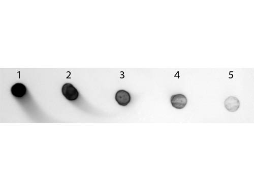 DB - Anti-Rabbit IgG F(c)  (Alkaline Phosphatase Conjugated) Pre-Adsorbed Secondary Antibody ASR2767