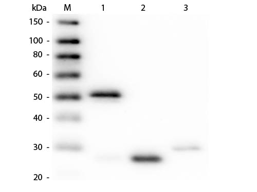 WB - Anti-Rabbit IgG (H&L)  Pre-Adsorbed Secondary Antibody ASR2771