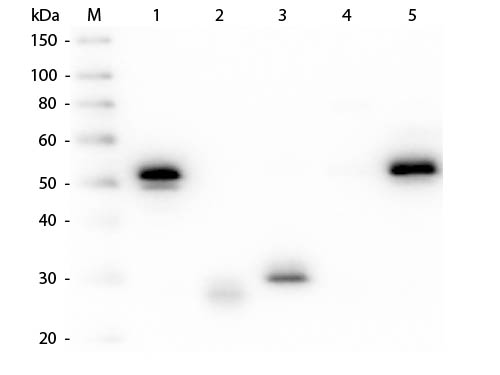 WB - Anti-Rabbit IgG (H&L)  Pre-Adsorbed Secondary Antibody ASR2774