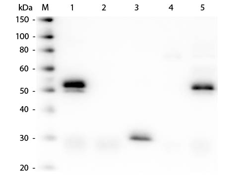 WB - Anti-Rabbit IgG (H&L)  (Texas Red™ Conjugated) Pre-Adsorbed Secondary Antibody ASR2788