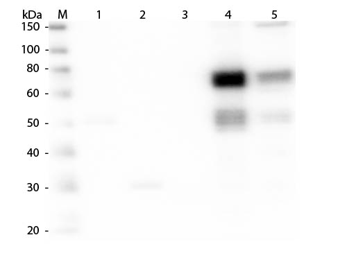 WB - Anti-Rat IgM (mu chain)  (Rhodamine Conjugated) Secondary Antibody ASR2790