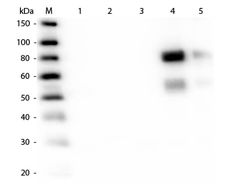 WB - Anti-Rat IgM (mu chain)  (Texas Red™ Conjugated) Secondary Antibody ASR2859