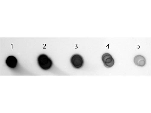 DB - Anti-Guinea Pig IgG (H&L)  (Alkaline Phosphatase Conjugated) Pre-Adsorbed Secondary Antibody ASR3044