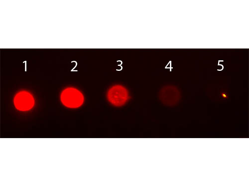 DB - Mouse IgG2b isotype control Phycoerythrin ASR3078