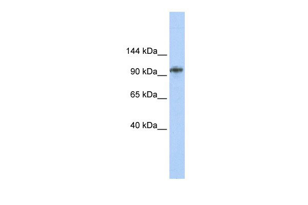 WB - BBX antibody - middle region AI10081