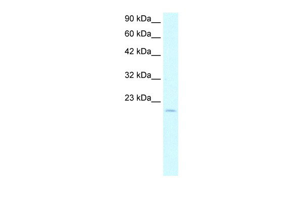 WB - ARNTL antibody - N-terminal region AI10037