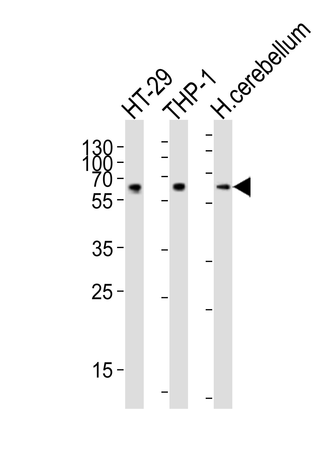 WB - CF150 Antibody  (Center) AP10510c