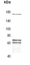 WB - CUX1 Antibody AP51134