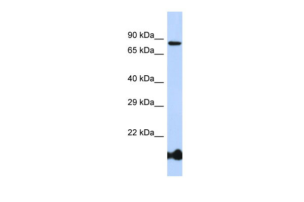 WB - BCL6 Antibody - C-terminal region AI10277