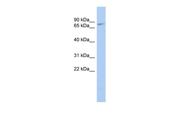 WB - ZBTB20 antibody - middle region AI10378