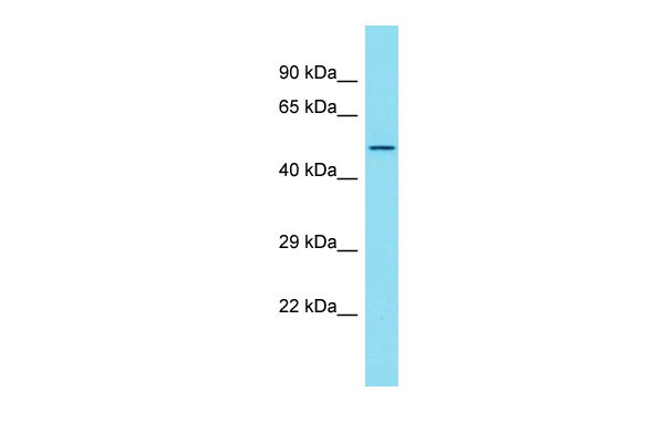 WB - POGK Antibody - C-terminal region AI10445