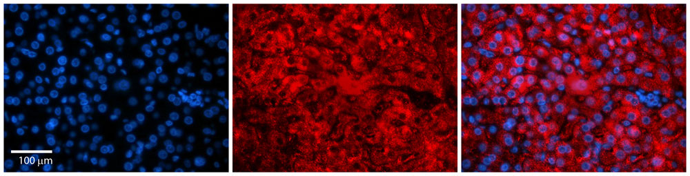 IHC - Snf8 antibody - N-terminal region AI10426