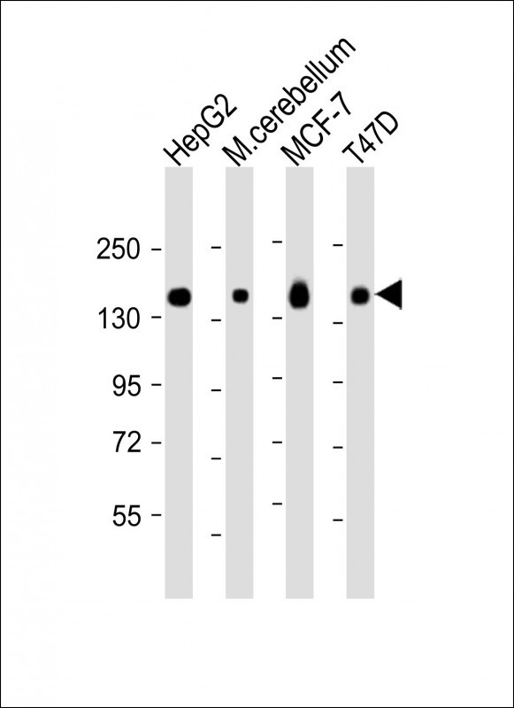 WB - GLG1 Antibody (C-term) AP9839b